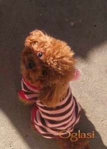 Patuljasta pudla, muško štene